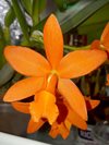 Pot. Young-Min Orange 'Golden Satisfaction' AMAOS